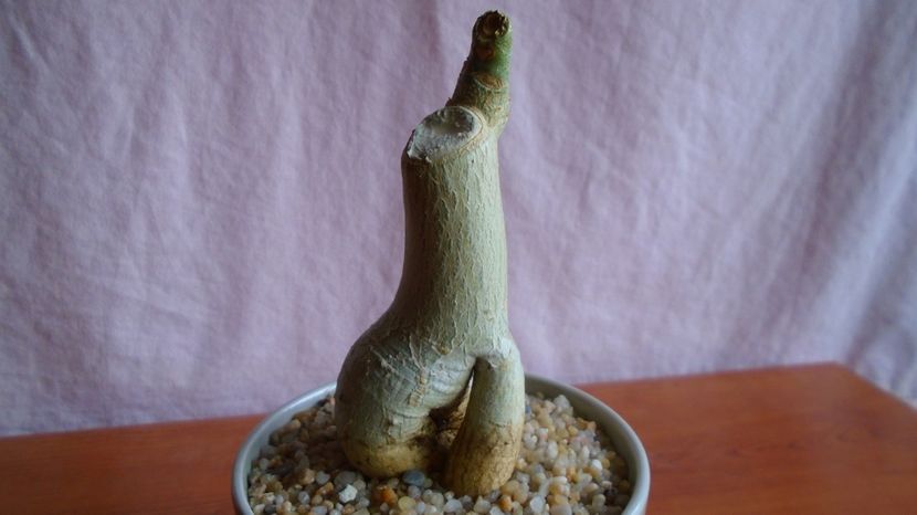  - Caudiciforme-pachycaule si bulboase 2022-2023