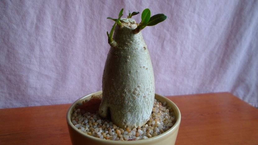  - Caudiciforme-pachycaule si bulboase 2022-2023