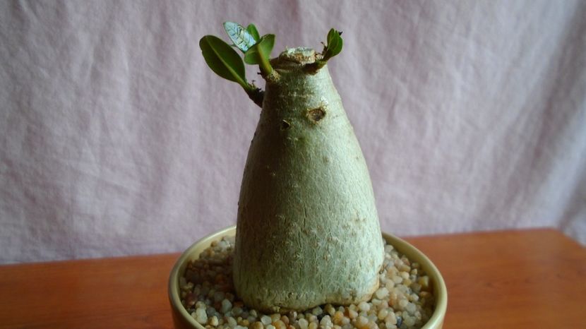  - Caudiciforme-pachycaule si bulboase 2022-2023