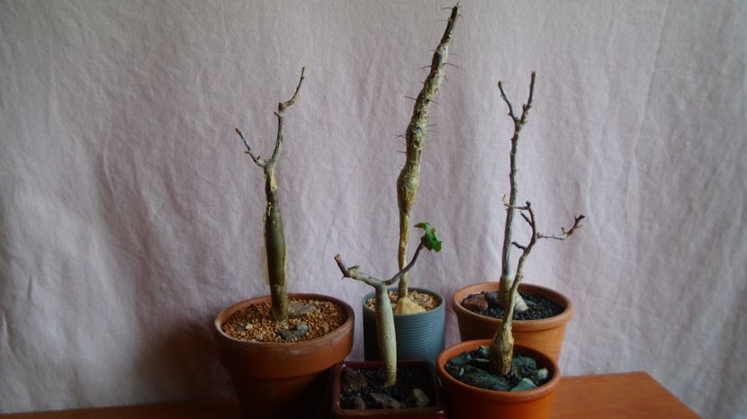  - Caudiciforme-pachycaule si bulboase 2022-2023