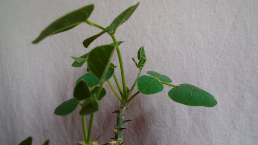  - Caudiciforme-pachycaule si bulboase 2022-2023