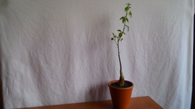  - Caudiciforme-pachycaule si bulboase 2022-2023