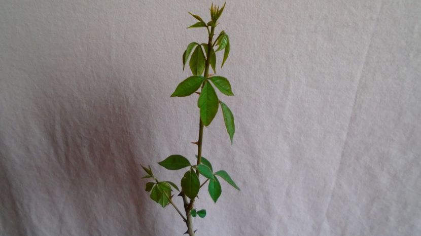  - Caudiciforme-pachycaule si bulboase 2022-2023