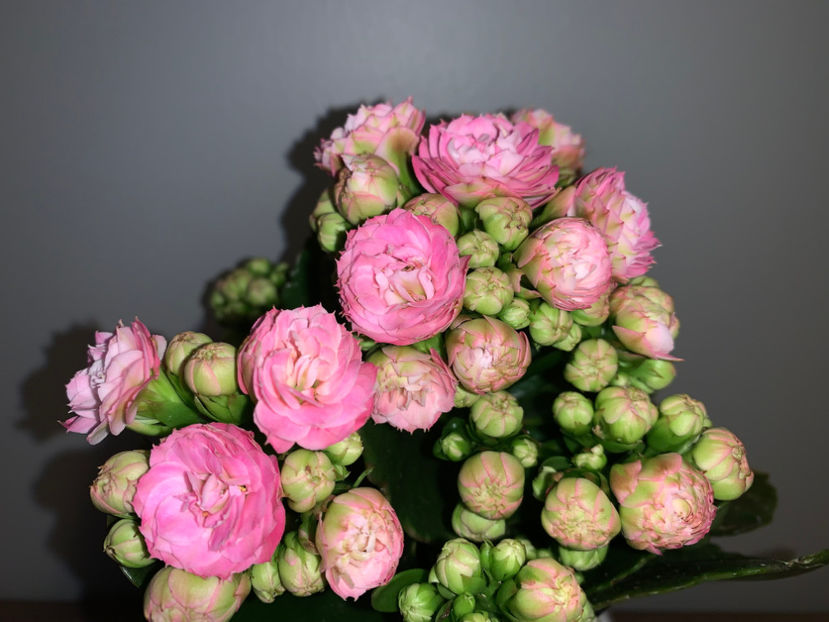  - Plante de interior 2022