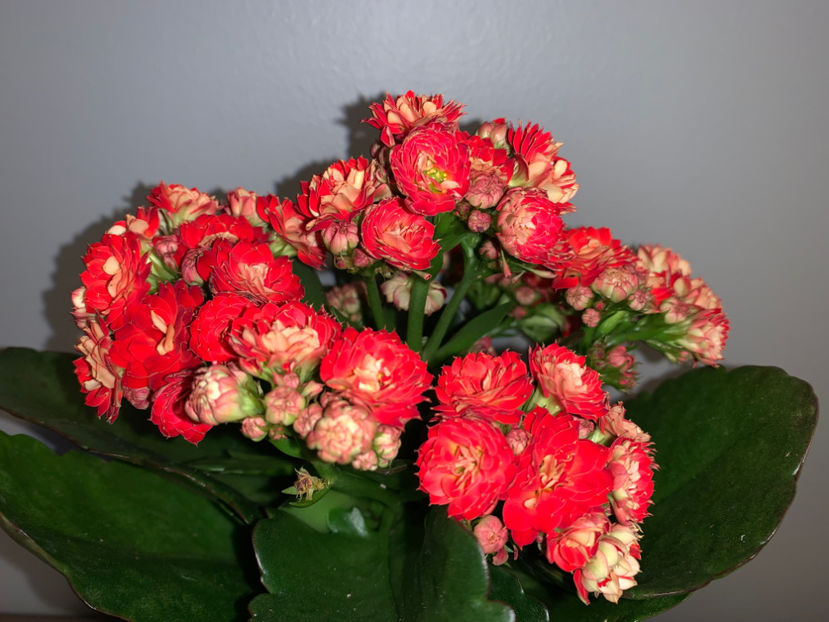  - Plante de interior 2022