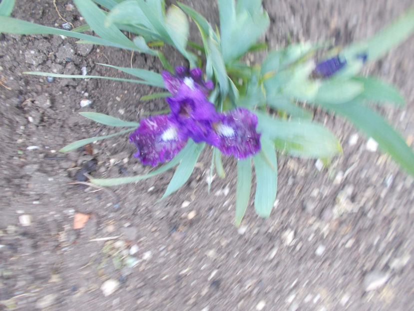 pulsator - IRISI PITICI-2022