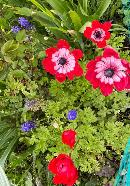 612E05B5-AA5A-40CF-8514-08FC3D1DADD0 - Muscari 2018 2021