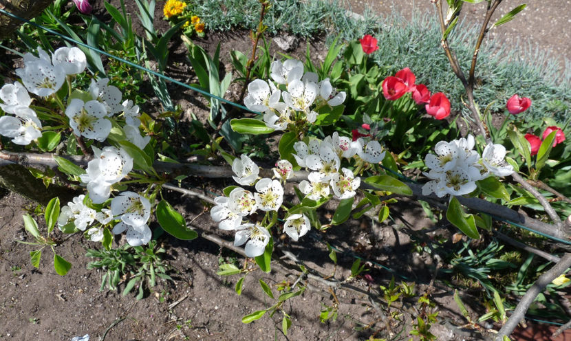  - 2022 - 01 - Primavara