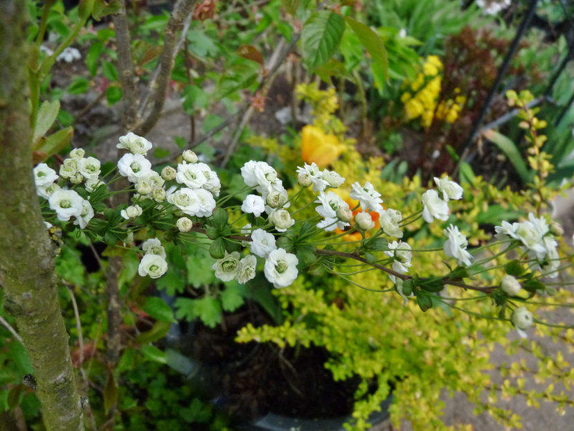  - 2022 - 01 - Primavara