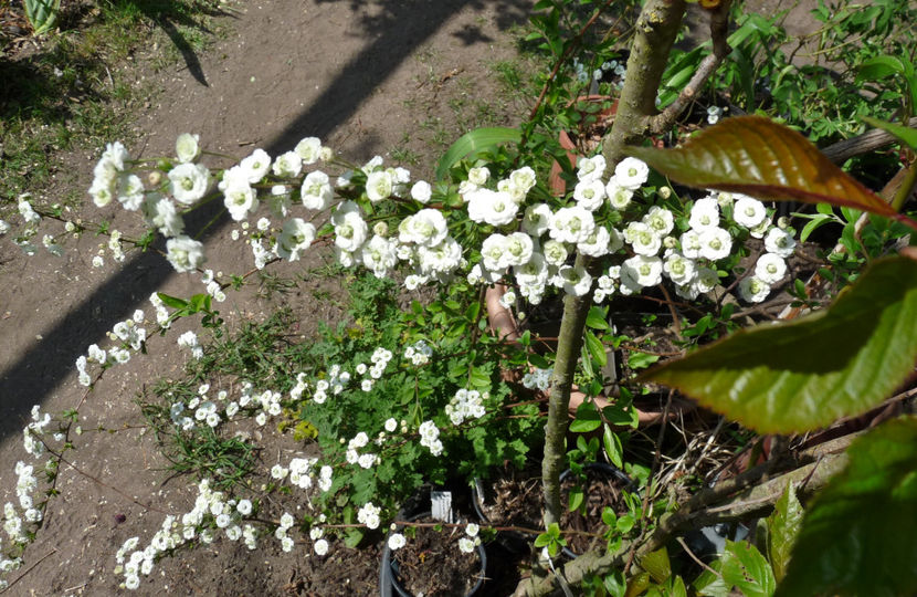  - 2022 - 01 - Primavara