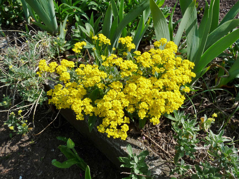  - 2022 - 01 - Primavara