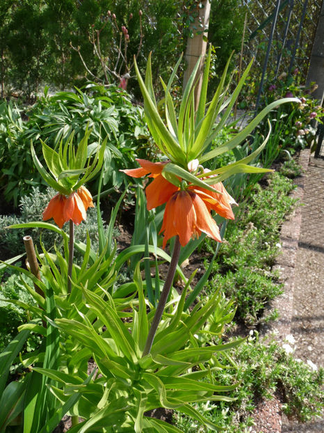  - 2022 - 01 - Primavara