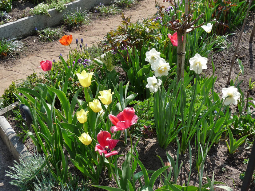  - 2022 - 01 - Primavara