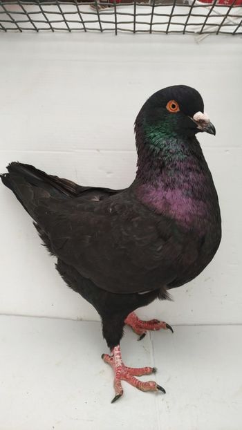 M 2021 vandut - De vanzare kingi