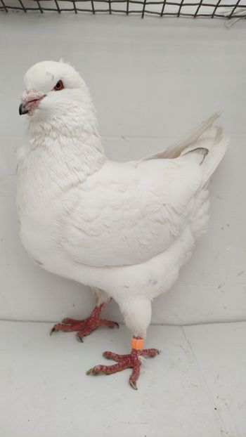 M 2020 vandut - De vanzare kingi