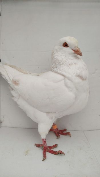 F 2020 vanduta - De vanzare kingi