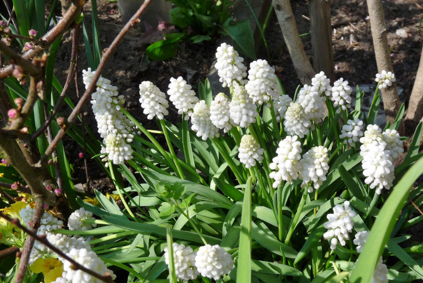  - 2022 - 01 - Primavara