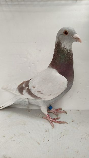  - De vanzare voiajori 2