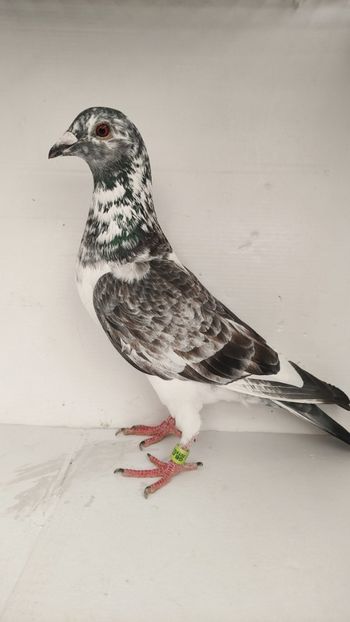 F 2021 vanduta - De vanzare voiajori 2