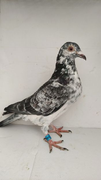  - De vanzare voiajori 2