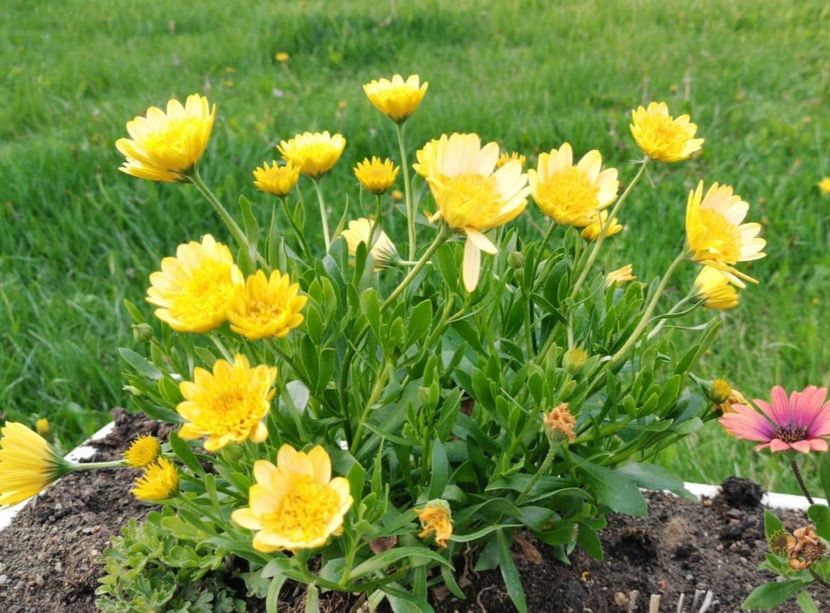 IMG-20220422-WA0010 - Sub tutela soarelui