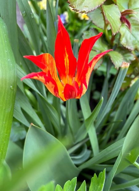 F43DFDCC-8A06-42D5-9893-251B7B22DA7E - Lalele 2022