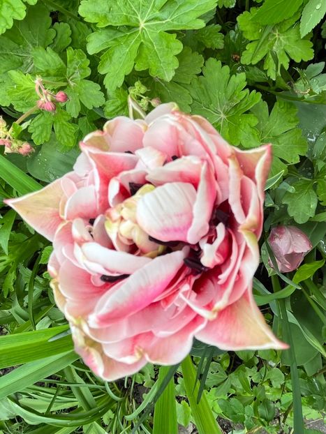 B1D97ED4-8579-41EC-8FCA-8DF5366FD1A2 - Lalele 2022