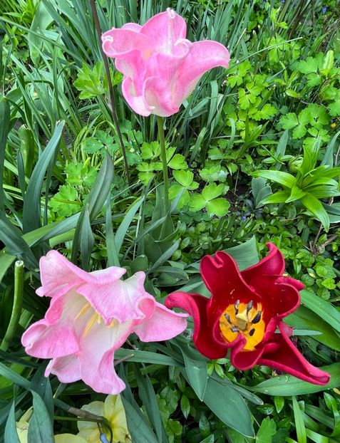 A1BD9151-AA9B-47E9-A44F-540E9066500A - Lalele 2022