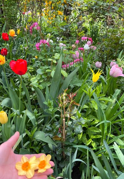 3B9BB417-38A4-45F6-8B40-4575FCF9C7E5 - Lalele 2022