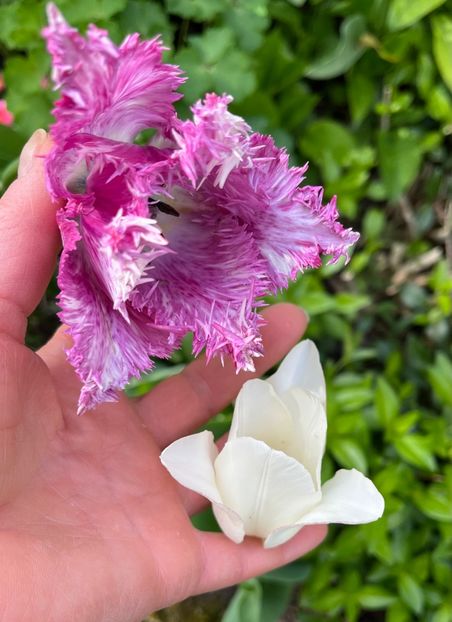 BDD60211-552B-49CC-8208-77DD1FA53EDC - Lalele 2022