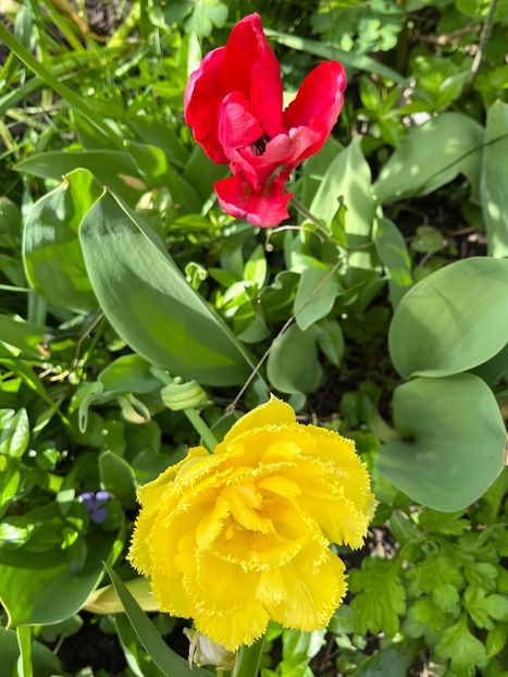 388BA3CE-67BB-41C2-8764-23EA637768F5 - Lalele 2022