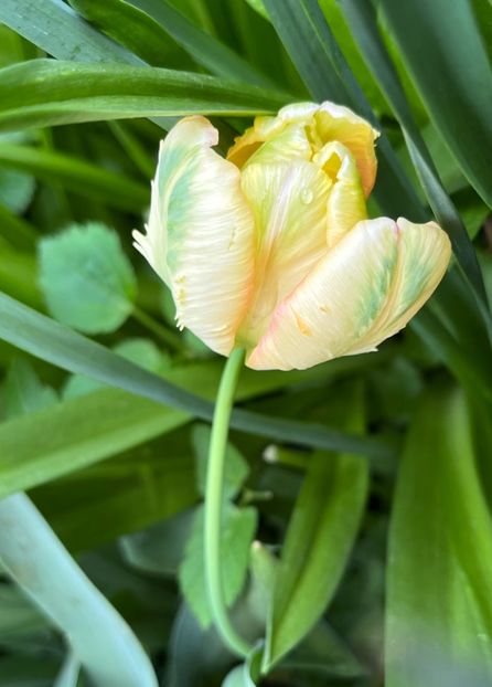 6BB72ECD-C42E-4427-AE1E-1991D5CE2D2B - Lalele 2022