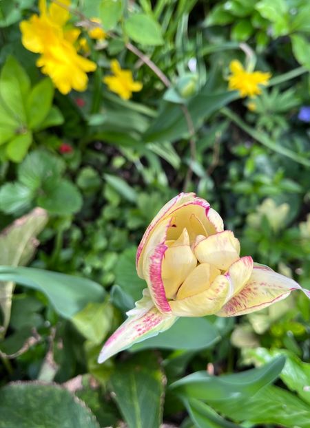 CD0D7611-15A7-46C6-993D-DFABB6985C97 - Lalele 2022