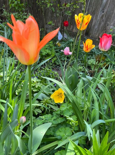 16A98AE2-D711-49DA-B99D-79FA16CA88AB - Lalele 2022