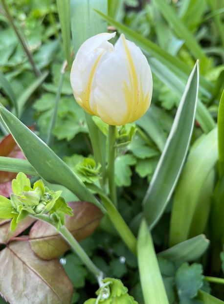 90AFD533-0961-49FB-A779-20E359AE1B44 - Lalele 2022