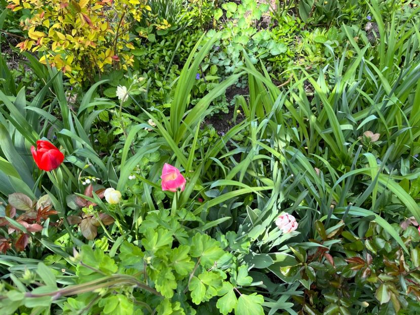 D0C6F1A7-9526-484C-90CC-CF42DF991B23 - Lalele 2022