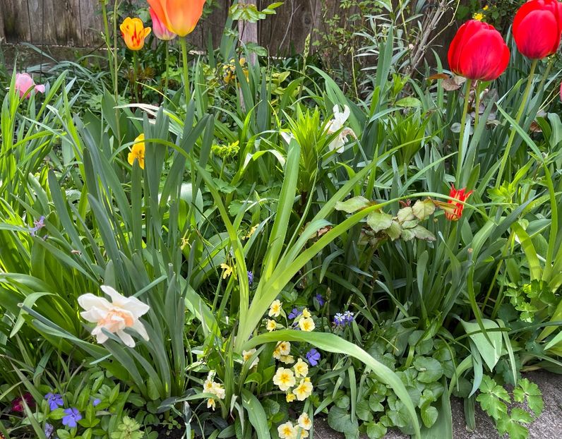 E33D3142-F30E-4CBE-B261-1230AB764F23 - Lalele 2022