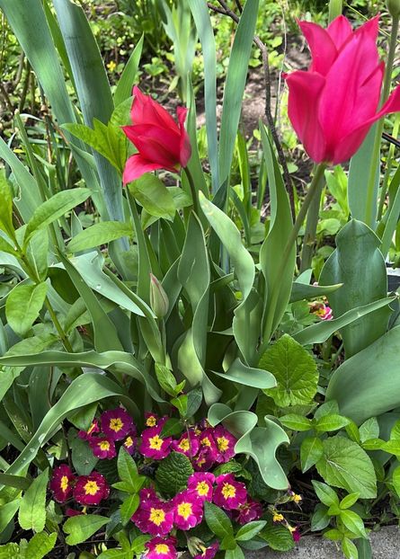 627EB20C-C8CA-429D-83EF-34B1ECF04960 - Lalele 2022