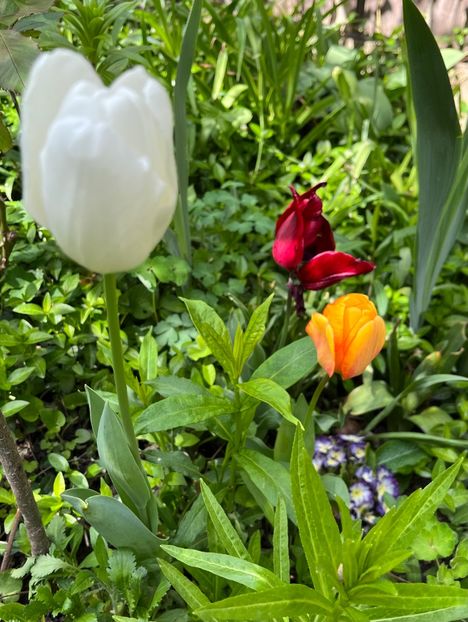 47C89EC1-8417-40A6-A9C1-FBDF46F5F58B - Lalele 2022