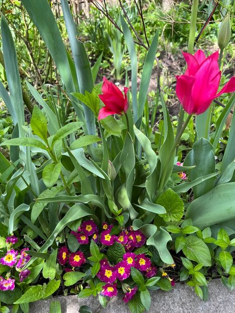 9ECD469A-E772-440A-A635-7B4E0D3C97EC - Lalele 2022