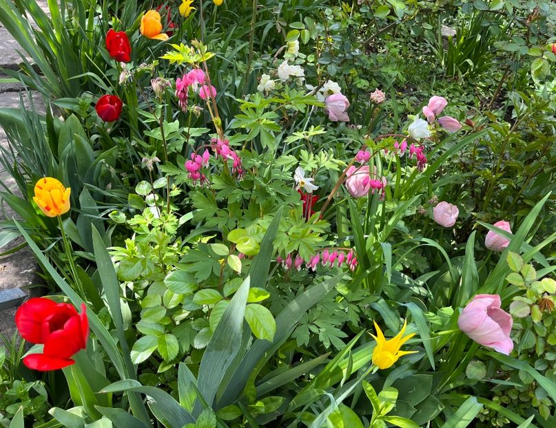 D435FB00-2E59-4C92-9B18-F6ABB9024E43 - Lalele 2022