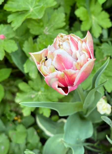 47E0705E-7F81-4599-8141-F1BDC1B209B7 - Lalele 2022