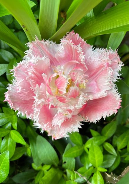 E97068F9-D2C2-43B4-B653-C9B66F551191 - Lalele 2022