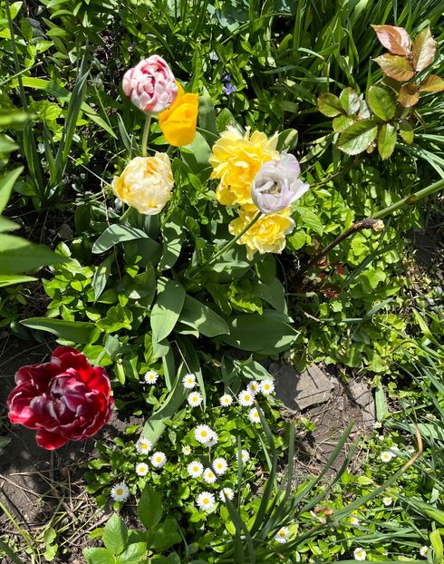 5500CD13-8DCD-434B-BF1E-E7344066B844 - Lalele 2022