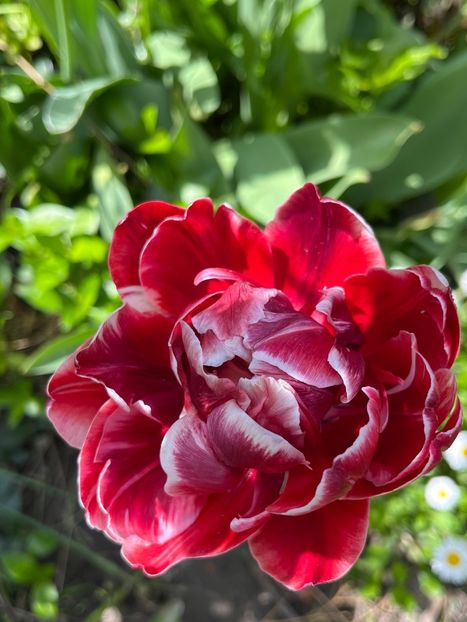 7B8AD147-D7D7-4252-BDCC-5B02CF3F6791 - Lalele 2022