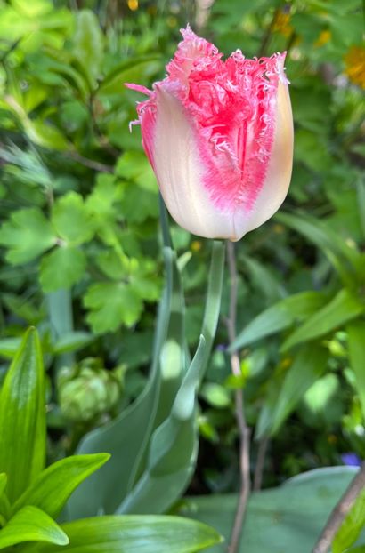 0E53611F-45D0-4CD1-8F3A-85709F408851 - Lalele 2022