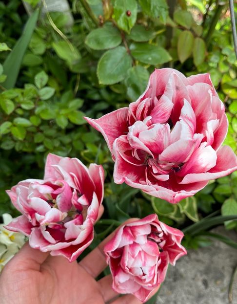 8F15A16F-A92F-4745-BB07-AF46D6926F99 - Lalele 2022