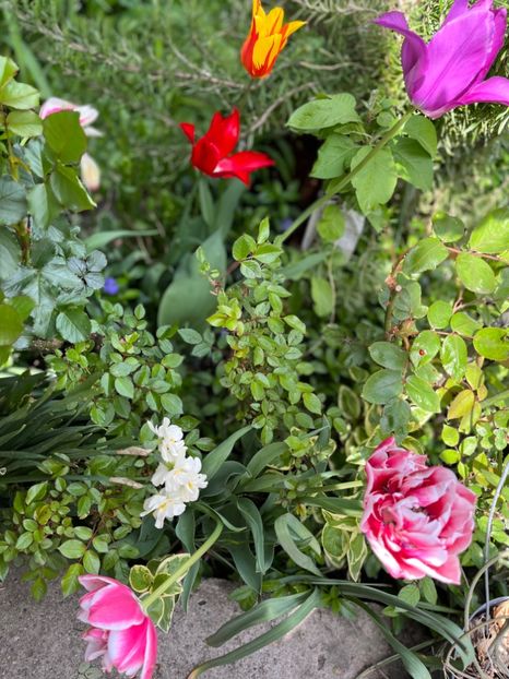 ADF57C80-46B2-4DE7-9643-60A196A45C1C - Lalele 2022