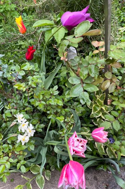 169D1577-7FFF-4B96-AC4E-D7B94A7C4DA3 - Lalele 2022