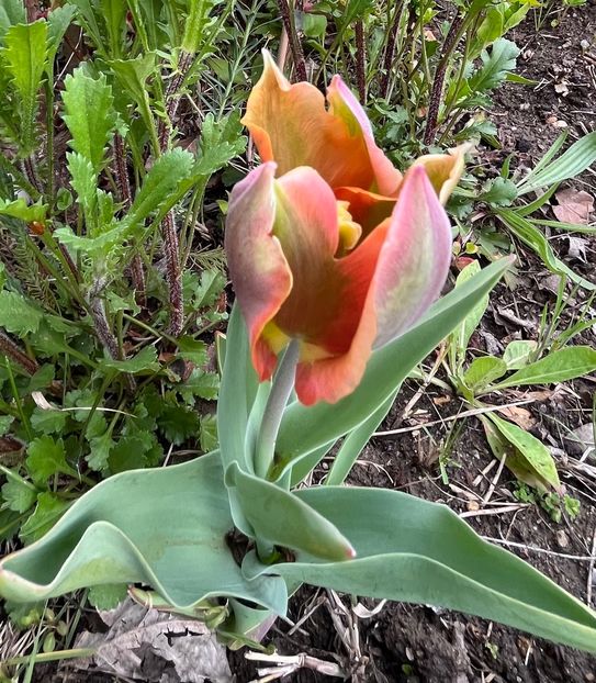 6B30FC2F-B582-4B17-A037-F508CA4D806F - Lalele 2022